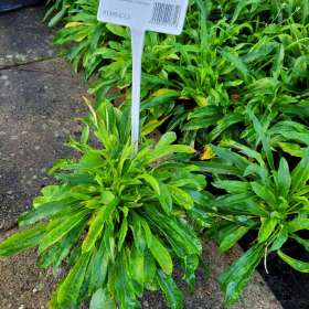 Dzwonek brzoskwiniolistny 'Grandiflora Alba'